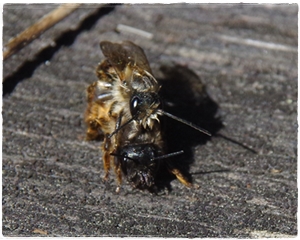 Ein Bericht über die Wildbienen auf